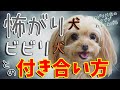 怖がり犬・ビビリ犬・臆病なわんちゃんとの付き合い方について。