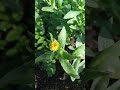 Green 💚 with yellow 💛 flower 🌼 review that beautiful sunset on earth #fare #torism #art #love