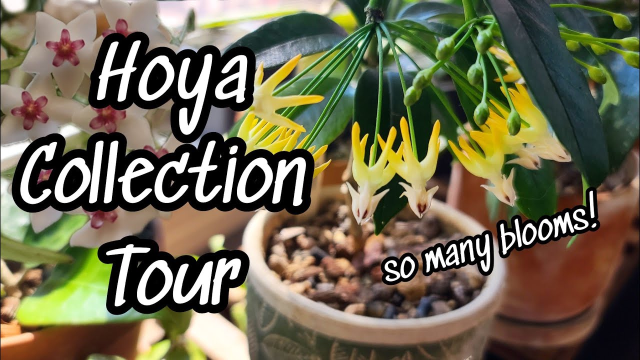 Hoya Collection Tour!! 🌿 cabinet, sunroom + greenhouse 🌸 so many blooms at Liz's house!!