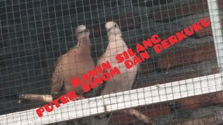 Ini dia Pakan ternak burung derkuku, puter, cuhu dan proses kawin silang cuhu x derkuku
