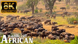 4K African Wildlife: What We Found in Masai Mara National Reserve | Movies About African Wildlife