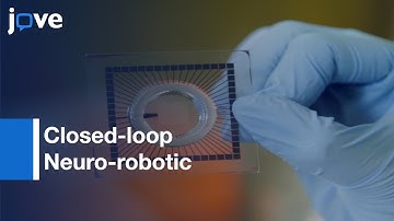 Closed-loop Neuro-robotic Experiments for testing Neuronal Networks | Protocol Preview