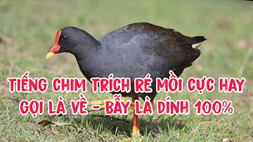 Tiếng Chim Trích Ré Mồi Cực Hay / Gọi là về - Bẫy là dính 100%