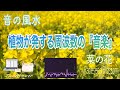 【金運・共に築く繁栄・明るい未来・元気ﾊﾟﾜｰ・太陽神経叢・528 Hz】春の訪れを彩る黄金の絨毯『菜の花』による演奏「音の風水」♪（Part 44）