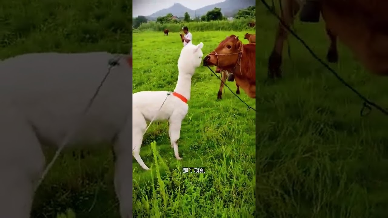 Cute Llama Alpaca can Attack Human | Hilairous | Funniest Animals Videos | 