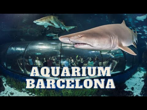 Unique fishes in Aquarium Barcelona, Spain | 4K