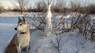 Охота на зайца. Закрыли сезон!