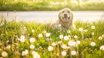 Golden Retriever Agility: Mastering Obstacles