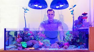 REEF TANK TOURS  'Nano Shallowreef island'  LPS 45 gallon aquarium OVERVIEW 4k