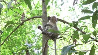 So Lazy kiko it's a fun 784445