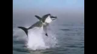 New Shark Attack.3gp