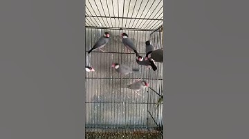 Java Birds Enjoying Best Weather