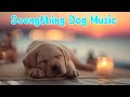 12 Hours Of Dog Calming Music For Dogsрџ рџђ Peaceful Sounds To Help Your Dog Stay Calm While You†Re Away 12 Hours Of Dog Calming Music For Dogsрџ рџђ Peaceful Sounds To Help Your Dog Stay Calm While You†Re Away