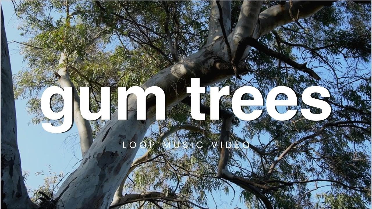 Aboriginal Australian Tune w/ Didgeridoo & Vocals for Study (HD Loop