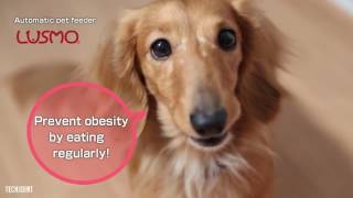 Información 5 Awesome Things Your Dog Wants From Amazon in 2017 Actualización