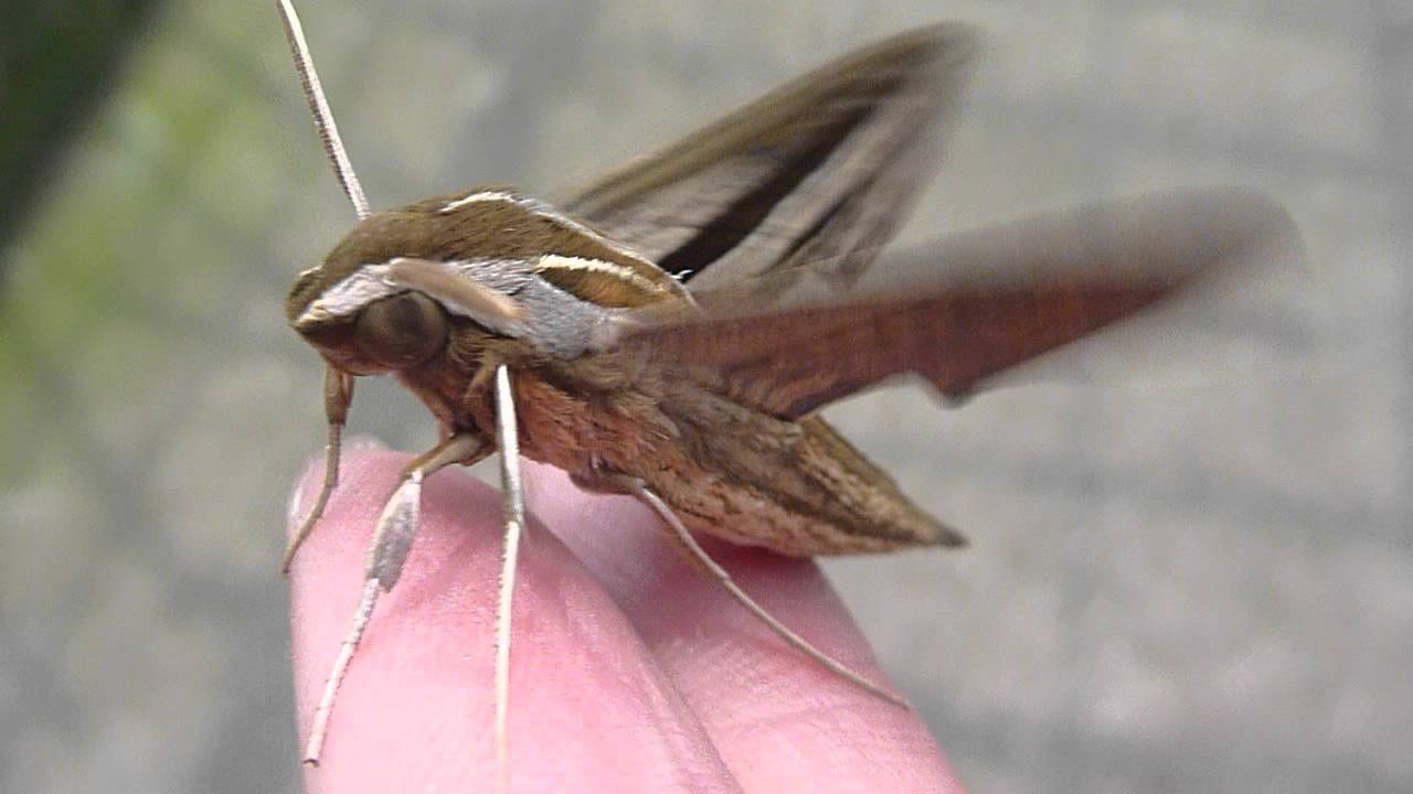 セスジスズメの幼虫って毒がある