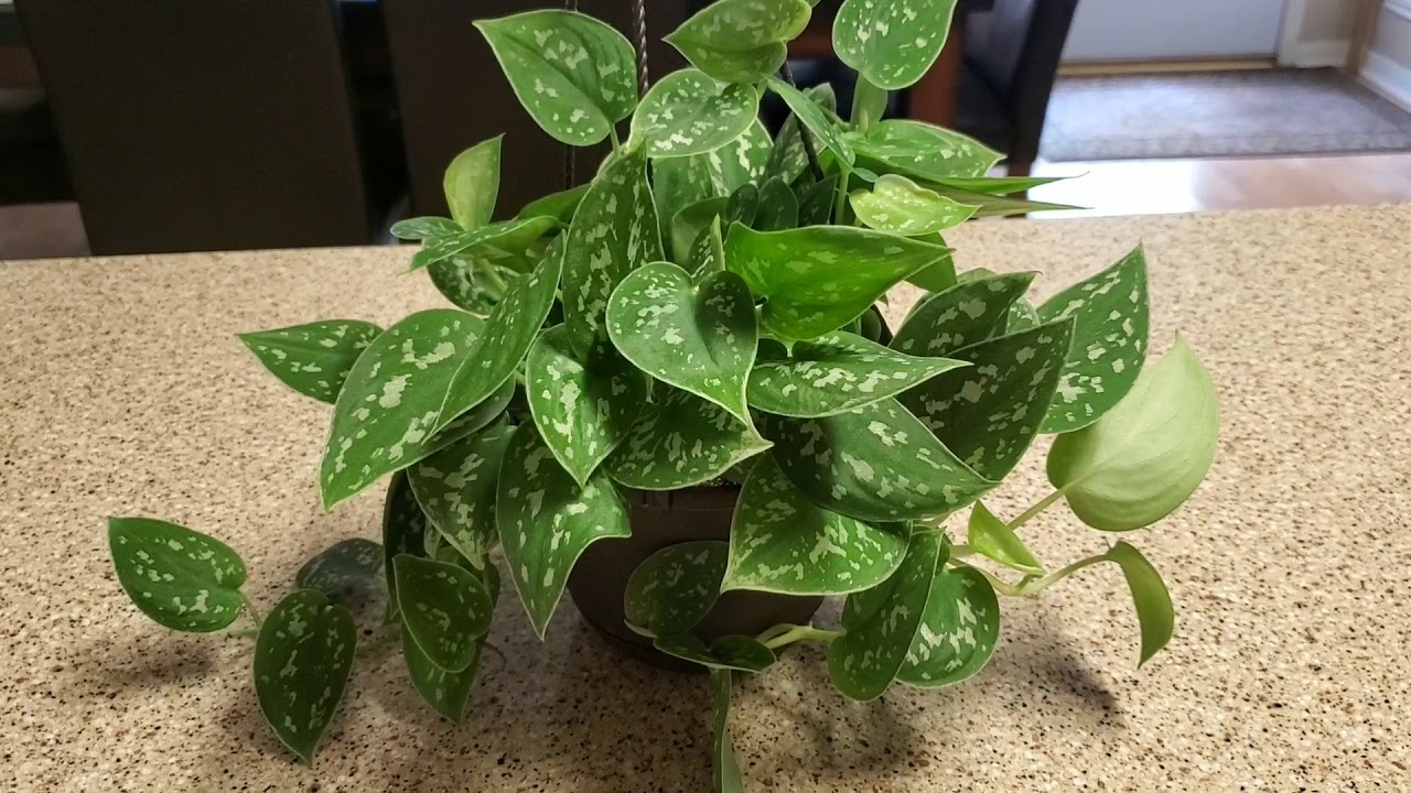 NEW SILVER POTHOS PLANT WITH CARE TIPS | DONNA JOSHI 