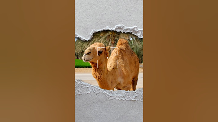 This camel knows how to party!#shorts #shortvideo#funnyanimals #camel