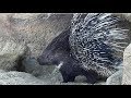 Jeżozwierz - Porcupine - Hystrix cristata