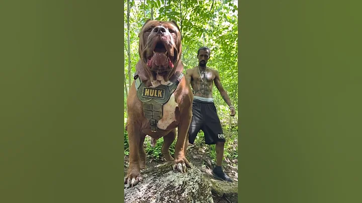 This is nothing beside these 😈Kangal Dogs #pitbull vs #kangal #shorts #dog #facts #doglover