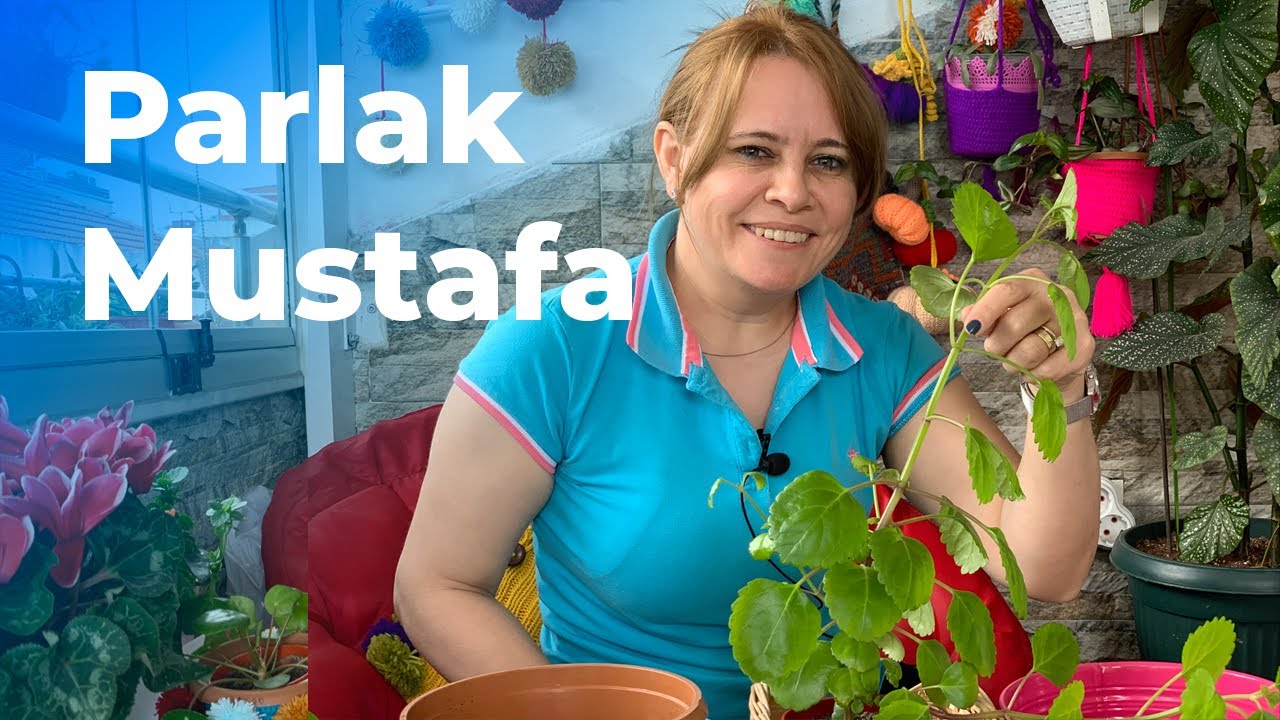Parlak Mustafa Bakımı Nasıl Yapılır? | Sulanması, Çoğaltılması, Bit Problemi @bitkilerin_dili