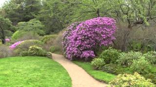 The Asticou Azalea Garden - Northeast Harbor, Maine