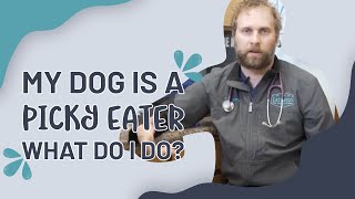 My Dog Is A Picky Eater: What Do I Do?