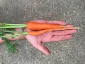 How To Grow Carrots + Farm VLOG