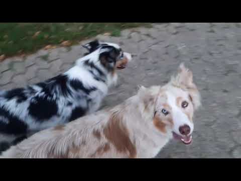 Video: Gehorsamstraining Für Hunde: 4 Einfache Hinweise Zum Meistern