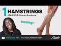 PROKO Anatomy Tracing: Drawing the HAMSTRINGS in Real Time! - PART 1