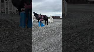 Ballynolin Whoa Black Betty Mounting