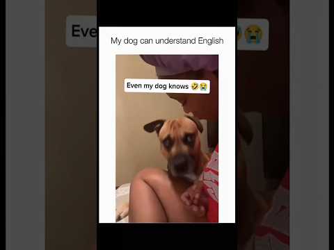 Dogs being idiots part 192 🤣🐕 #funnydog #funnypet #cutedog #dog #pets #shorts
