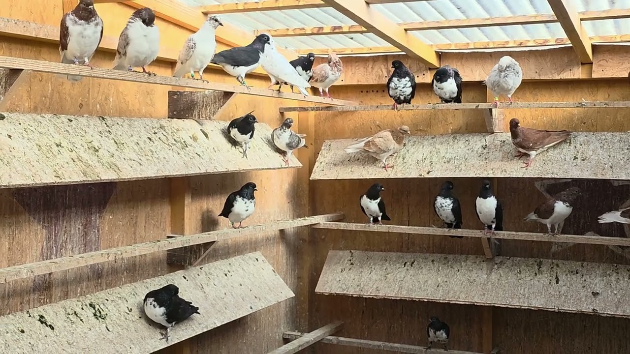 Meine Tauben am 14.09.25