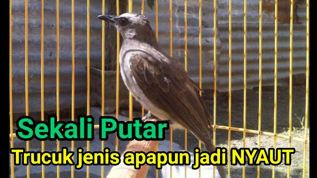 PANCINGAN TRUCUKAN AGAR BUNYI burung TRUCUKAN GACOR ROPEL PANJANG
