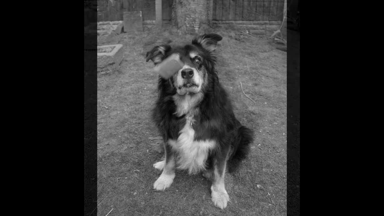 Jack the Border Collie- College project