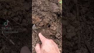 #confederate #civilwar #button #uniform #metaldetecting #digging #buc