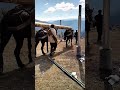 Two donkeys carry whole logs together in mountain areas
