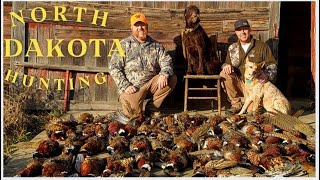 2023 WILD Pheasants hunting! Public and Private land 7 day FULL limit