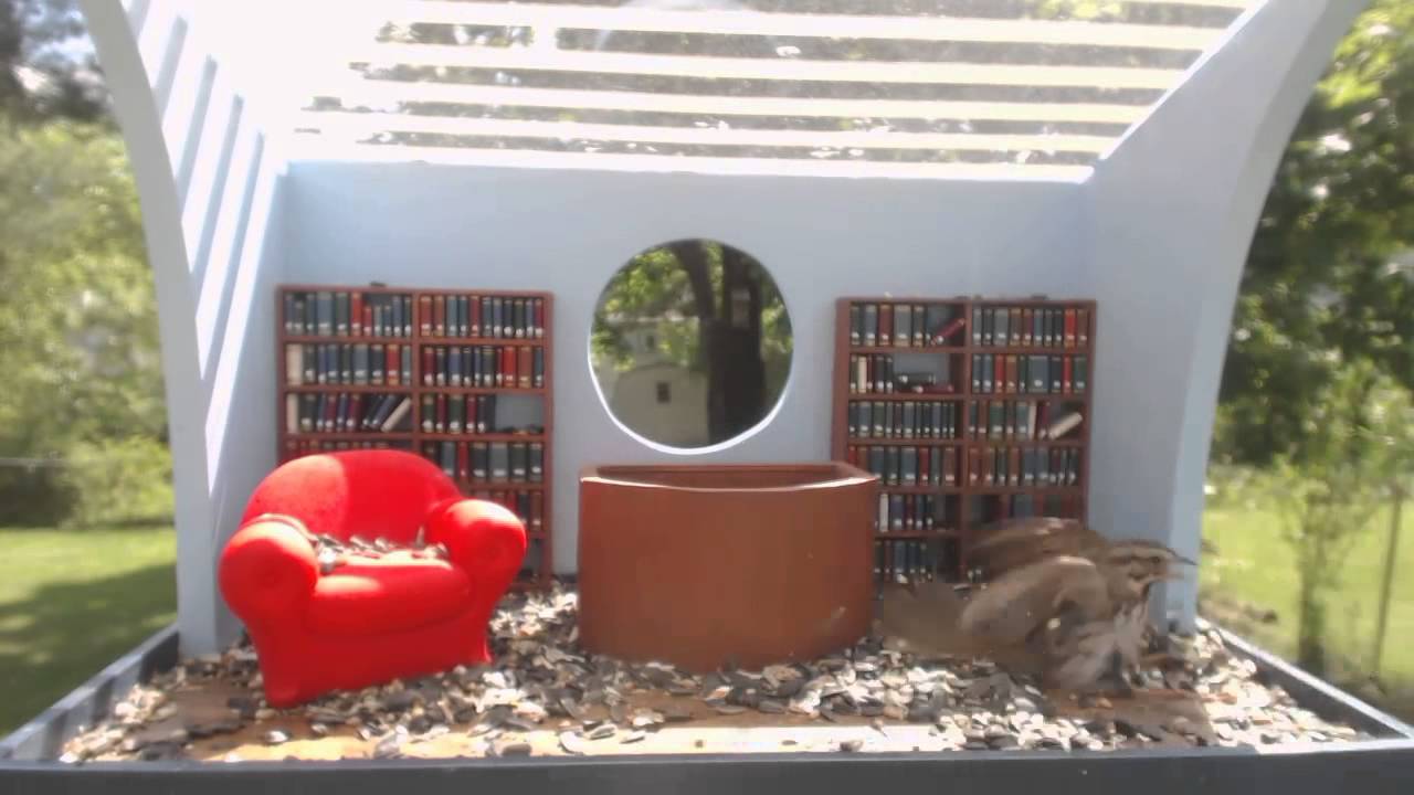 House Sparrow vs. Song Sparrow 