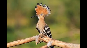 أطول تلاوة لآيات من سورة النمل للقارئ إسلام صبحي 'وَتَفَقَّدَ الطَّيْرَ '