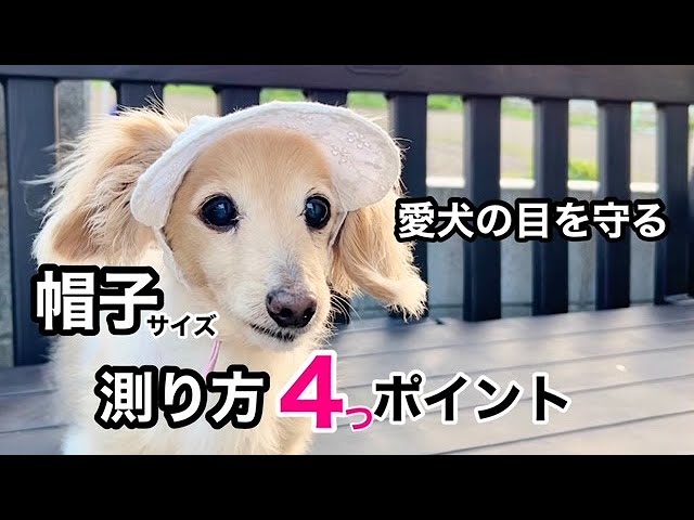 Dog Hat] 4 Tips for Measuring Size. Protect Your Dog's Eyes and