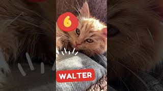 Top 10 Human Cat Names #shortsviral  #catnames #catvideos