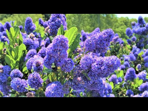 Vídeo: Informació sobre Ceanothus Bush - Més informació sobre el cultiu de Ceanothus Soapbush