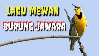 MASTERAN BURUNG LOMBA || Silahkan buat masteran mah MADEP pisan salam kicau mania
