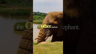 Elephants Can Talk Through the Ground! 🤯 Amazing Animal Fact | Fact verse yt20 #shorts