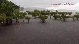 suara hujan deras di hutan bakau heavy rain sounds
