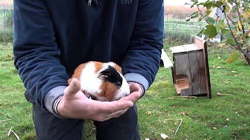 Wie hebt man ein Meerschweinchen richtig hoch?