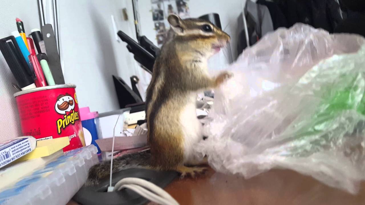 Squirrel vs. Plastic bag YouTube