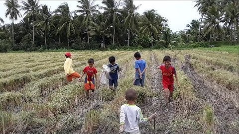 Biệt đội Bắt chuột, bắt rắn ở Miền Tây | catch the mouse, snake