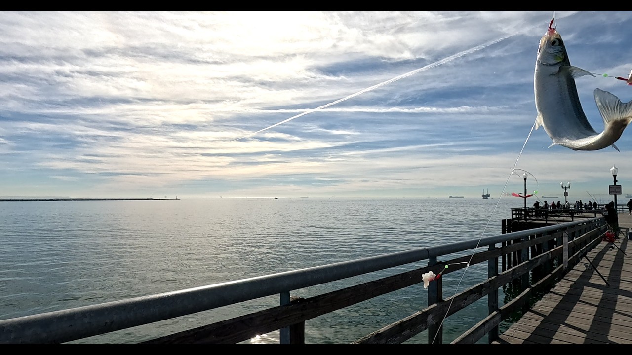 Something Big Was Lurking at Seal Beach | Jetty vs Pier Adventure ...